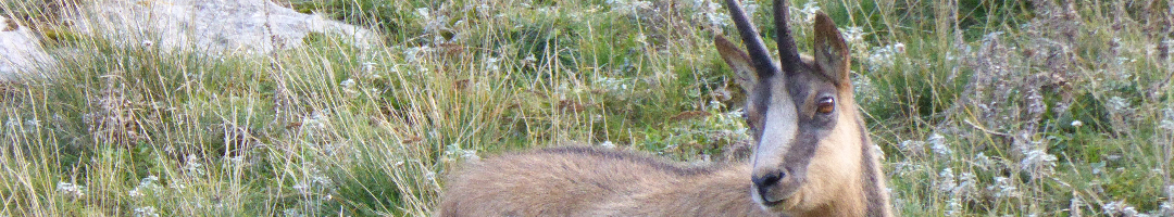chamois des Abruzzes