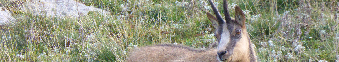 Chamois des Abruzzes